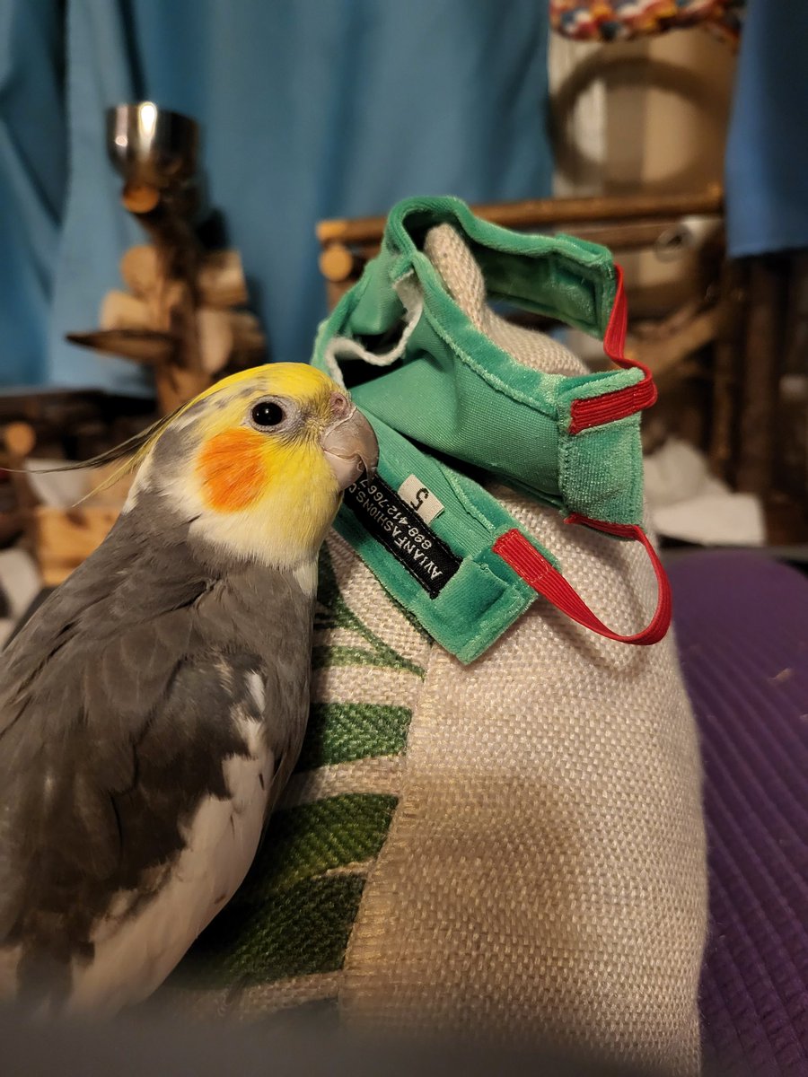 Pepper and Pals tweet media