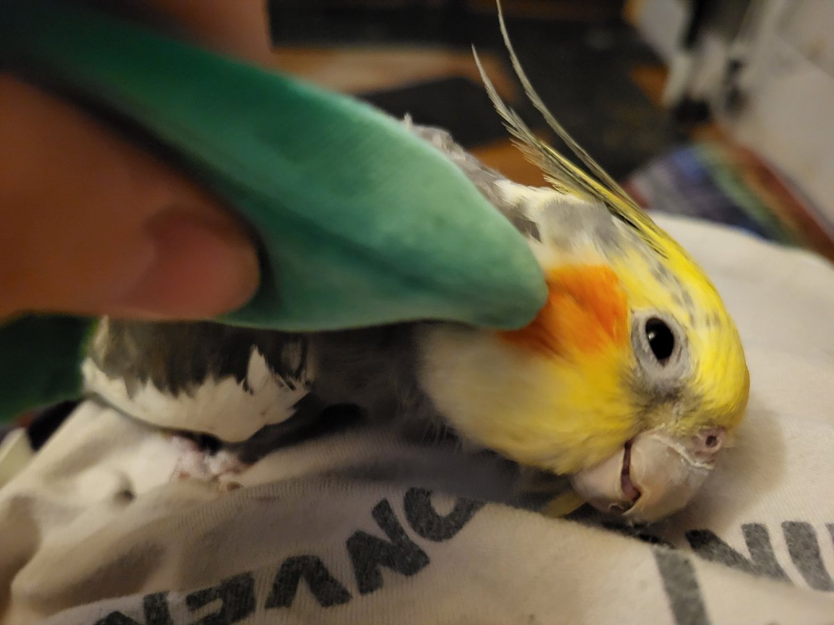 Pepper and Pals tweet media