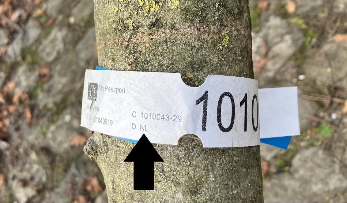 Il y a pire.

Ces arbres ne viennent pas des pépinières de la ville de Paris, mais, comme ceux de la "forêt urbaine", ils ont été importés des Pays-Bas, à grands frais (et gros bilan carbone). Mais finiront à la poubelle.

Elle est belle, "l'écologie-sociale".