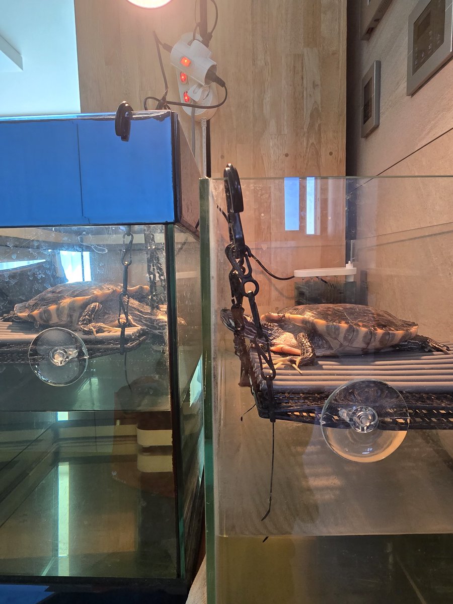 숨막히는 두 거북이들의 대치상황