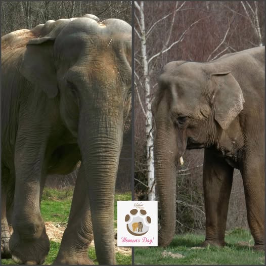 Elephant Haven tweet media