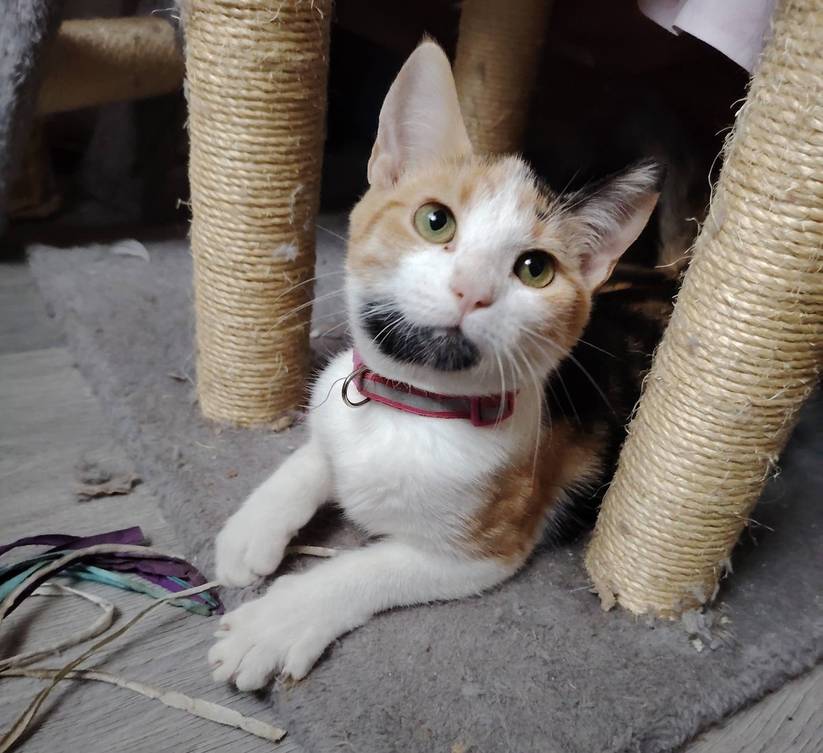 Linda bebita, de 4 meses, en adopción responsable. Se encuentra desparasitada, vacunada y esterilizada. Es tímida al principio, pero luego es muy dócil y cariñosa. Si deseas darle un hogar, con compromiso de tenencia indoor y seguimiento, comunícate al +56934498163.
#Santiago