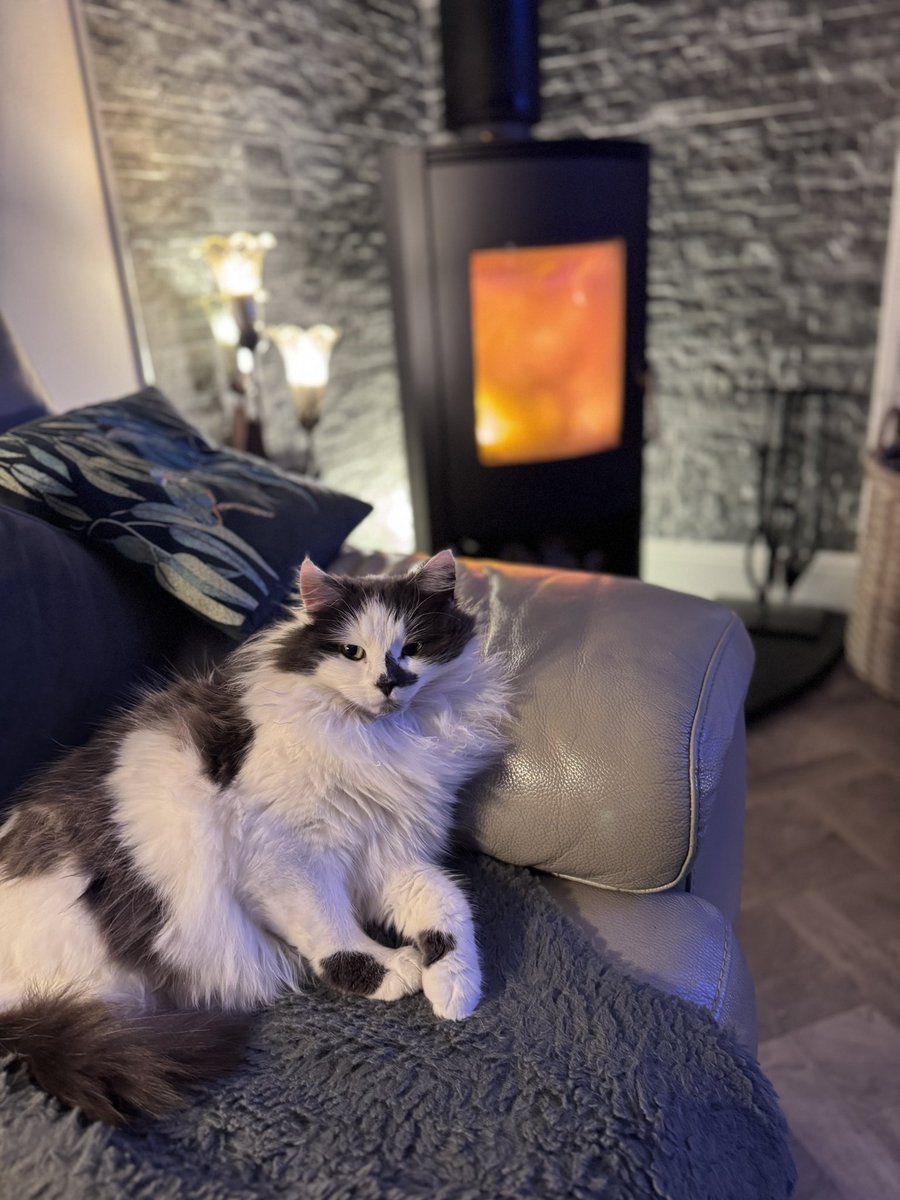 SpanielsSuper's tweet photo. Are you ok Martha?

I am mum! 
I love it when dad lights the fire &amp; you bring me down to watch telly #BestPartOfTheDay 

I love telly &amp; the fire 
#MarthasForeverHome
#CatsOfX
#CatsOfTwitter https://t.co/BsJy0MxnOo