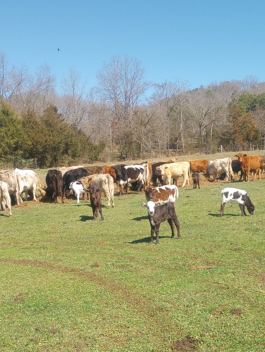 The hour I lost this morning was the hour I was going to get my life in order and post a viral tweet. You will just have to make due with these cute calves instead.