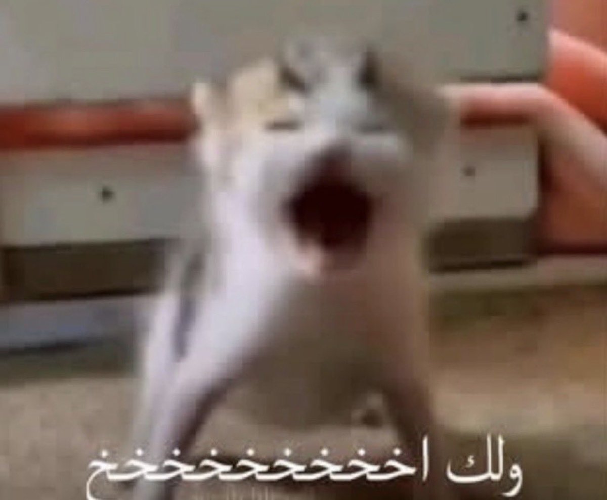 الوليد tweet media