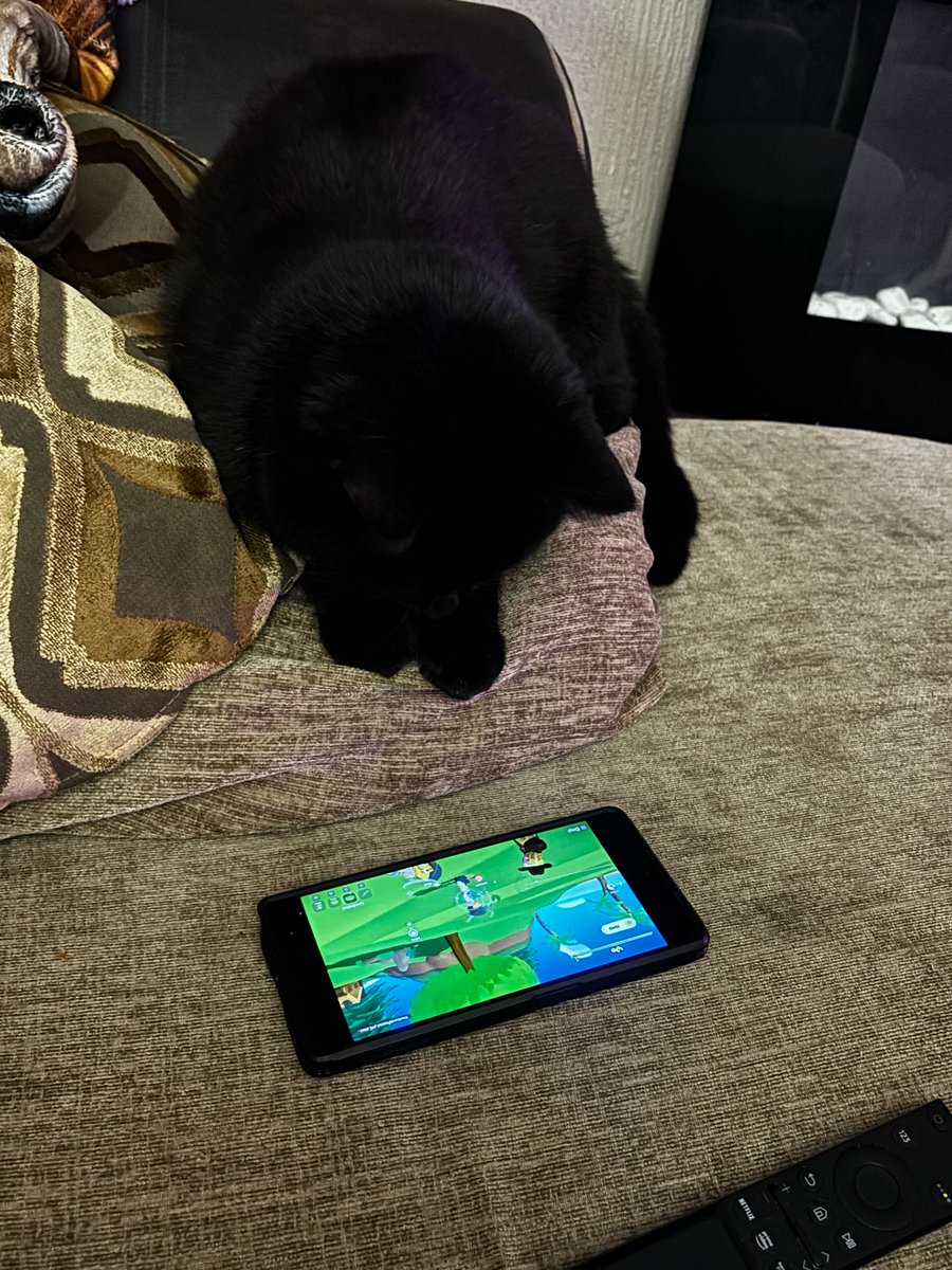 RhysCarvell's tweet photo. @theburntpeanut 

Moby catching up on last night's stream 😂 wont take his eyes off you. https://t.co/i31am6jMju