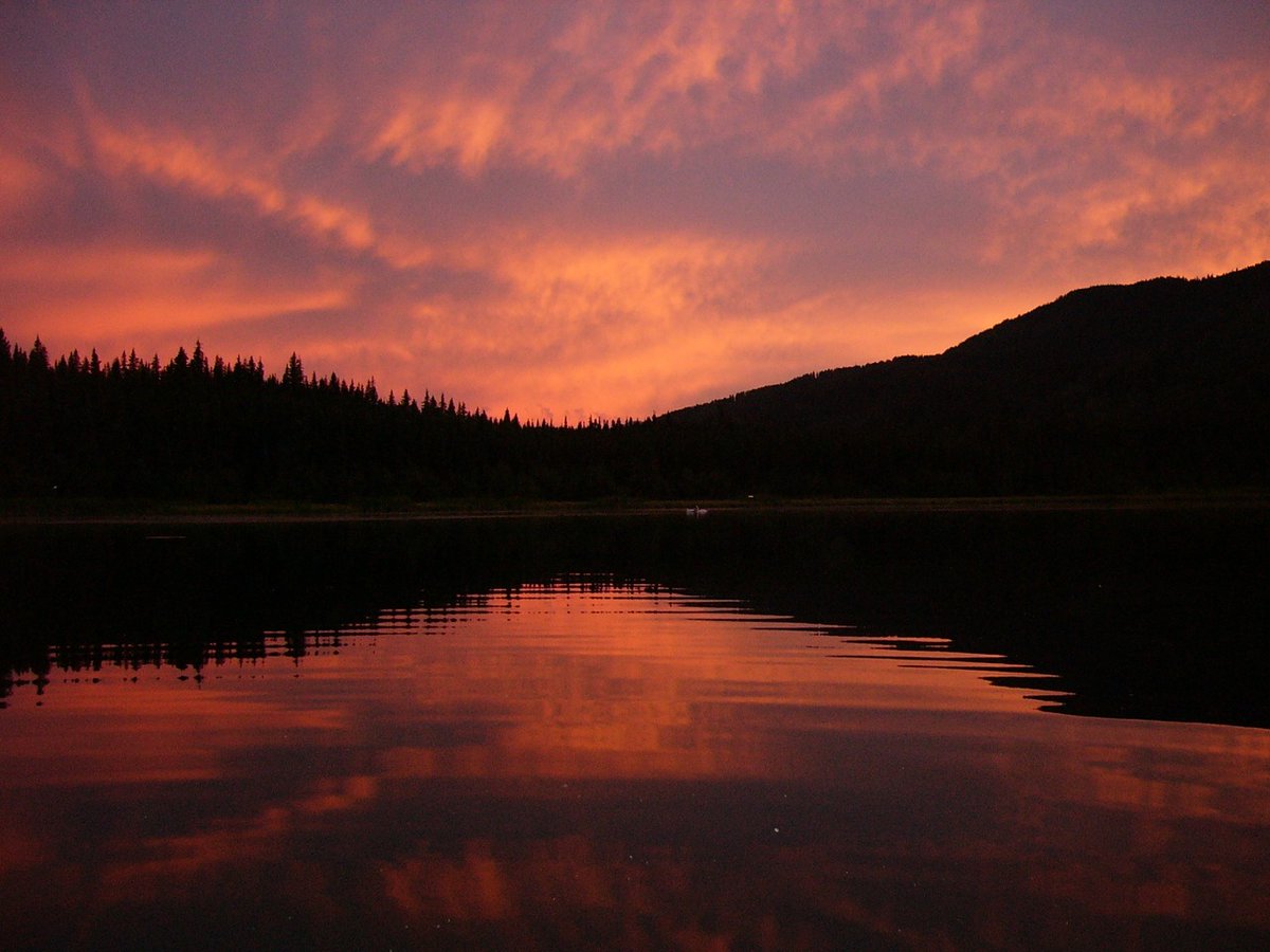 Alberta Conservation tweet media