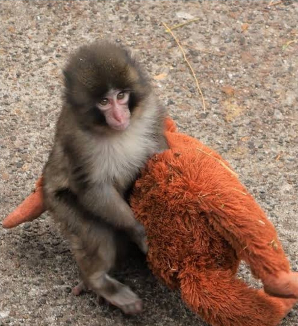 Kitty88🌱🌲 tweet media