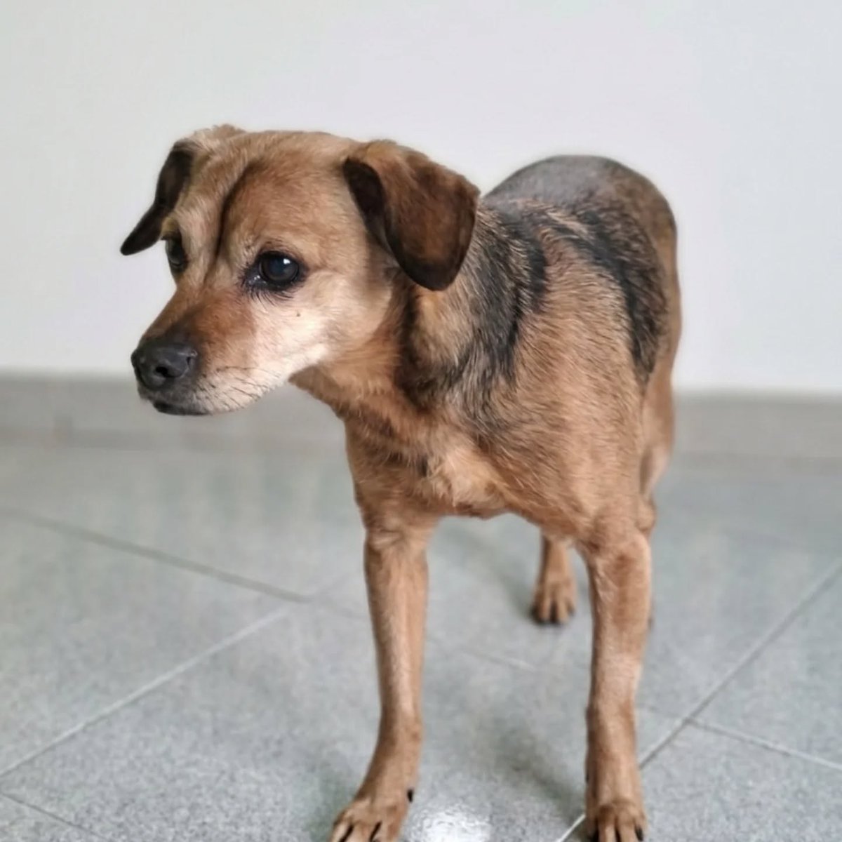 SosAbuelos1's tweet photo. #PALENCIA
#ROCKY es un peludo de 7 kg y 11 años, que lamentablemente se ha quedado huérfano.

A pesar de la tristeza, es un pequeño valiente que está demostrando una nobleza increíble.

Actualmente está en acogida y es la tranquilidad personificada. Es en la calle donde saca toda su "vidilla" y energía; le encanta explorar.

Se lleva genial con otros perros.

​¿Nos ayudas a encontrar a su familia ideal? 

Contacto: WhatsApp 649 01 64 07