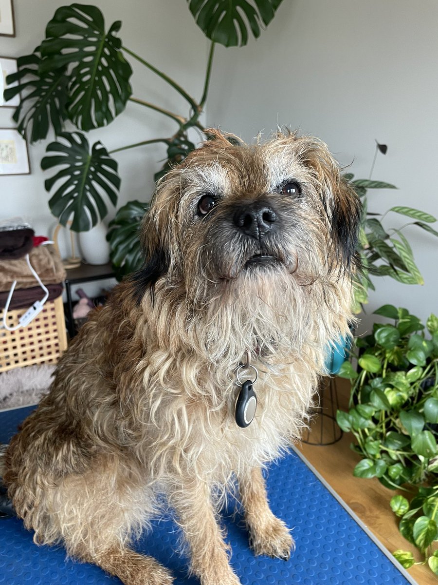 Stanley 🌈 Rufus & Woody tweet media