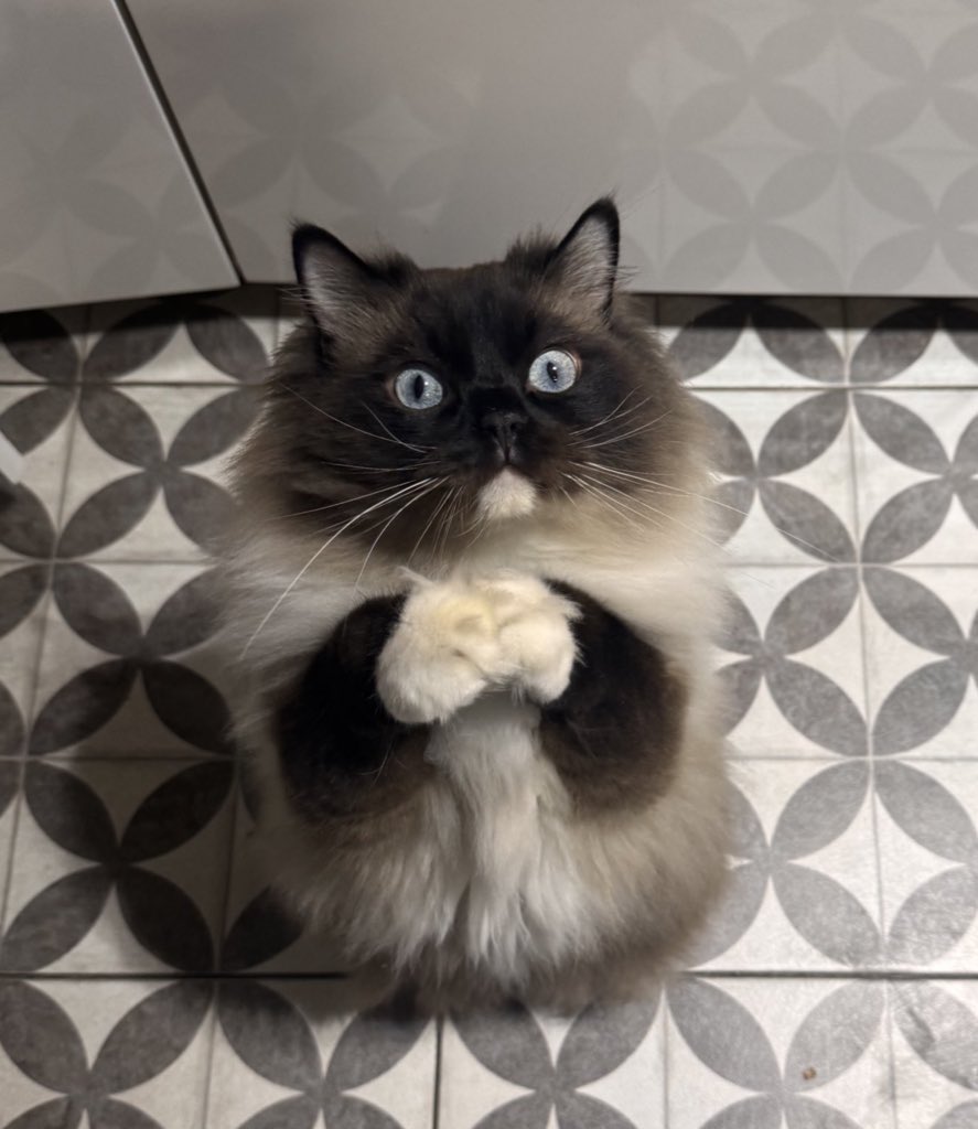 Super Pichón tweet media