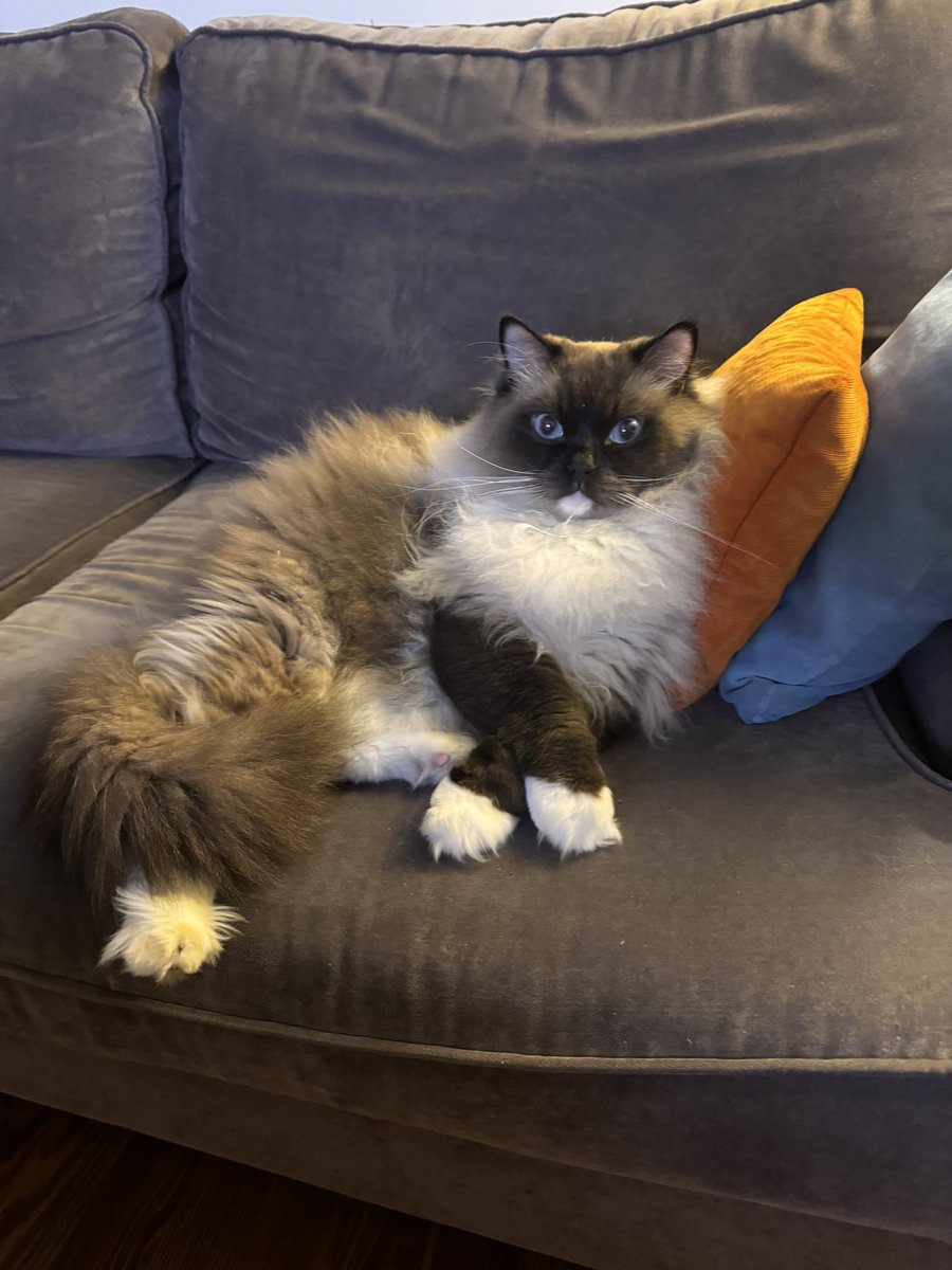 Super Pichón tweet media