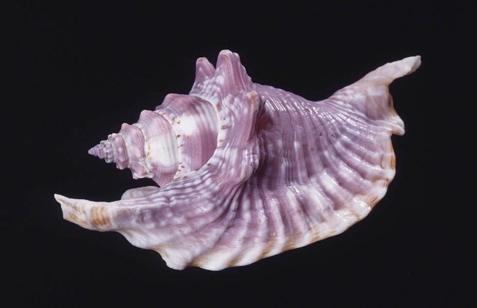 amarra ⋆✴︎˙∗ 𝜗𝜚 ∗˙✴︎⋆ tweet media