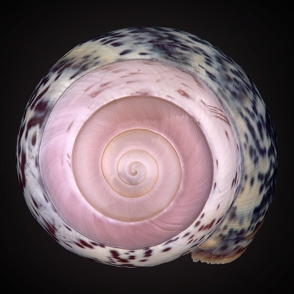 amarra ⋆✴︎˙∗ 𝜗𝜚 ∗˙✴︎⋆ tweet media