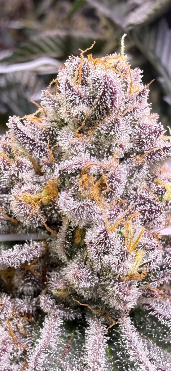 Susumu Kodai tweet media