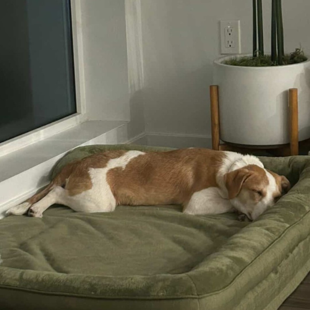 Helen Woodward Animal Center tweet media