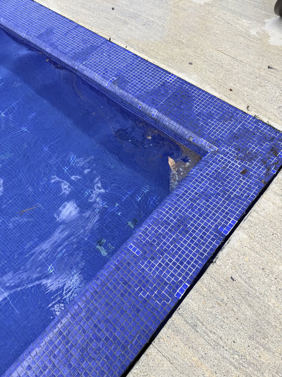DannyGomezNYC's tweet photo. @Westin this is not how a pool of a top destination resort should look like with the excuse that is in charge of a third party #cozumel #resorts
Will you let your kids swim there ? https://t.co/NYtm4sH6ck