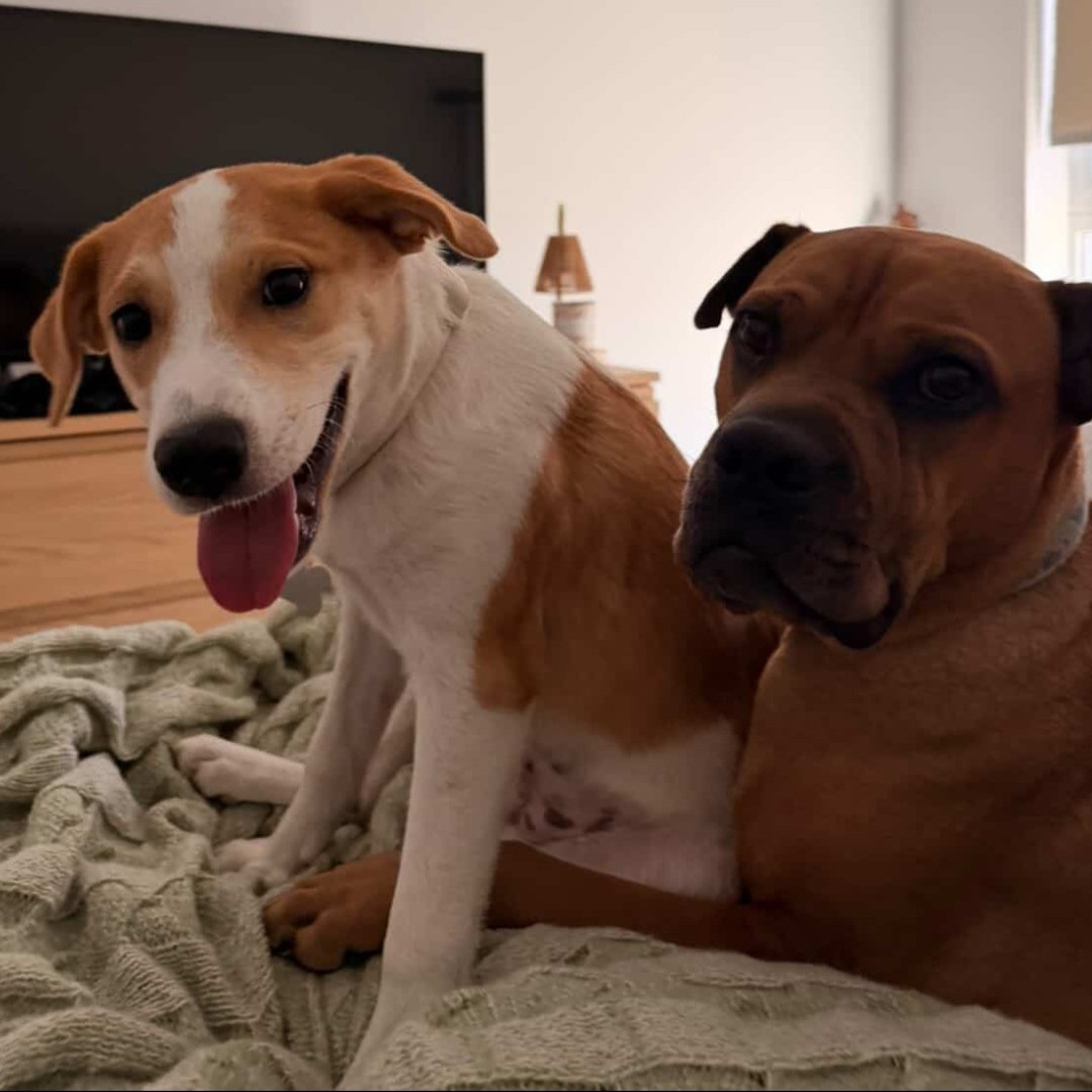 Helen Woodward Animal Center tweet media