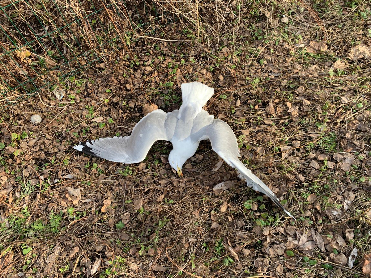 Maris Kaminskis 🇱🇻 🇺🇦 tweet media