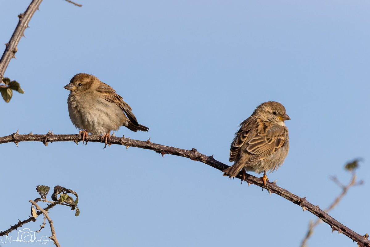 myers0325421's tweet photo. Gorrión común (Passer domesticus). https://t.co/AtSjS9S1ju