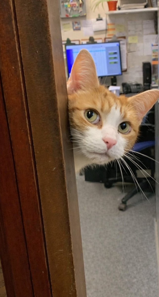 George The Stourbridge Junction Station Cat tweet media