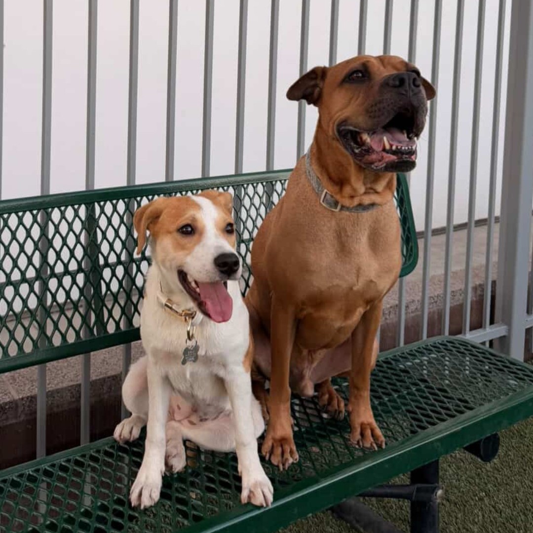 Helen Woodward Animal Center tweet media