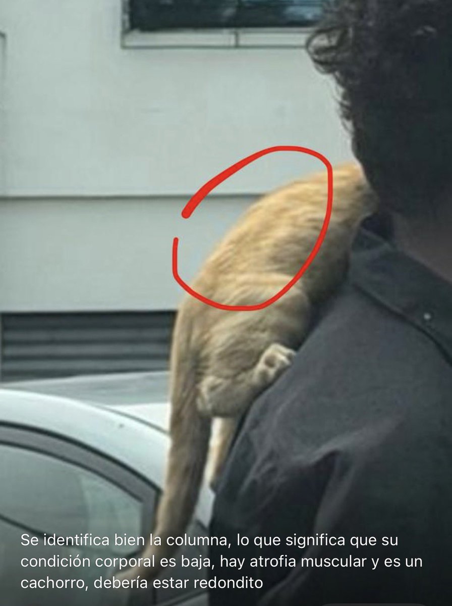 Por favor, esta GATITO ni de 6 meses de edad está en condiciones inadecuadas , JADEANDO POR EL SOL QUE HACE, y siendo utilizado para pedir dinero.
Ya llame al 181 de <a href="/alcaldiagye/">Muy Ilustre Municipalidad de Guayaquil</a> <a href="/biancasalame/">Bianca Salame (Imb ISAP)</a> <a href="/segura_ep/">Segura EP - C5GYE</a> <a href="/Proanimal_gye/">ProAnimal_gye</a>