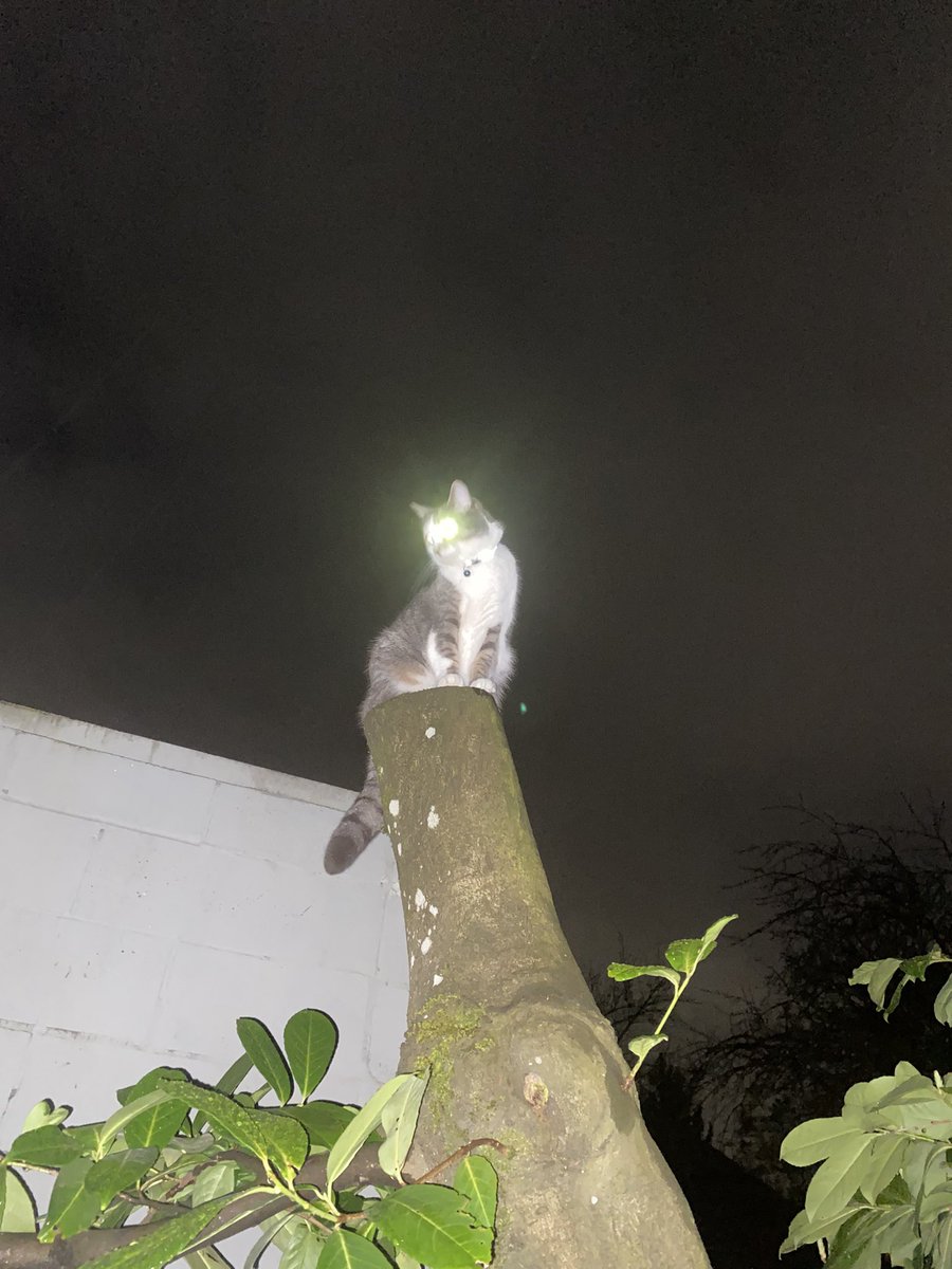 Found Rin guarding his post again.