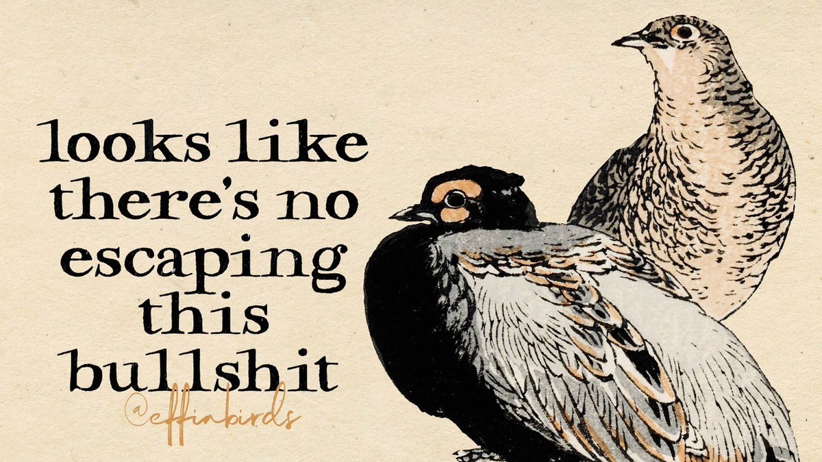 EffinBirds's tweet photo. https://t.co/FNKUFNnrQc