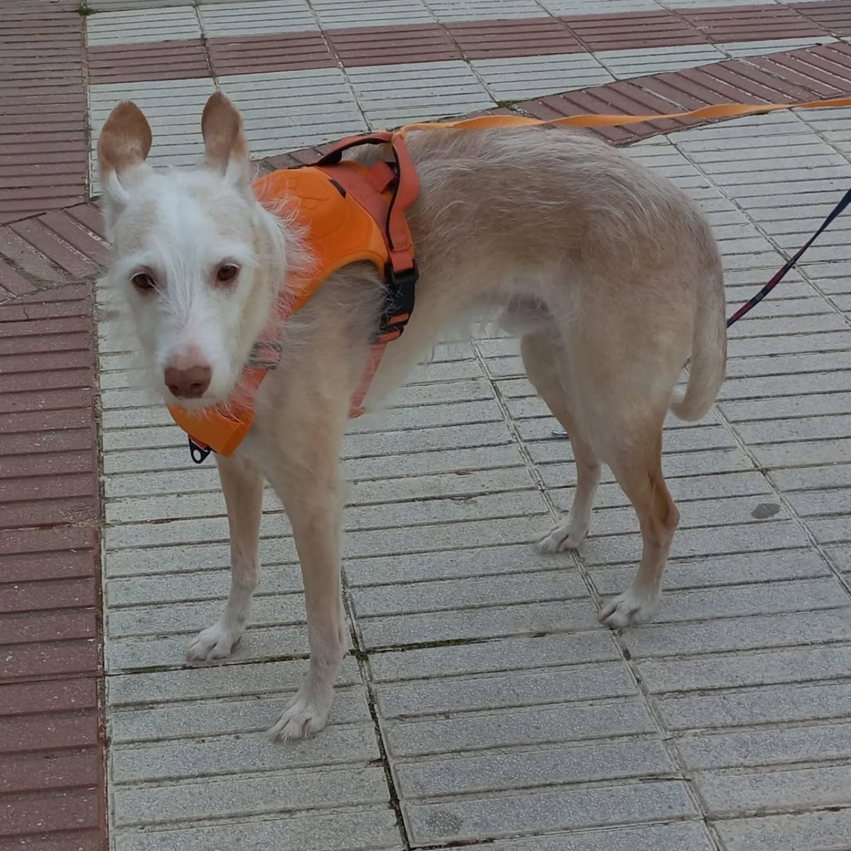 SosAbuelos1's tweet photo. #MADRID
#TIMÓN tiene 10 años. Su dueña es mayor y está enferma. No puede ni sacarlo a la calle... A veces otra persona se ofrece a hacerlo y su humana finalmente se marcha a una residencia.

El pobre lo está pasando muy mal. Necesita una familia que lo quiera y lo cuide .

Por favor, compartid a ver si encontramos pronto una casita para él... 

Está en #Fuenlabrada.
Contacto: Carmen 610 30 42 78