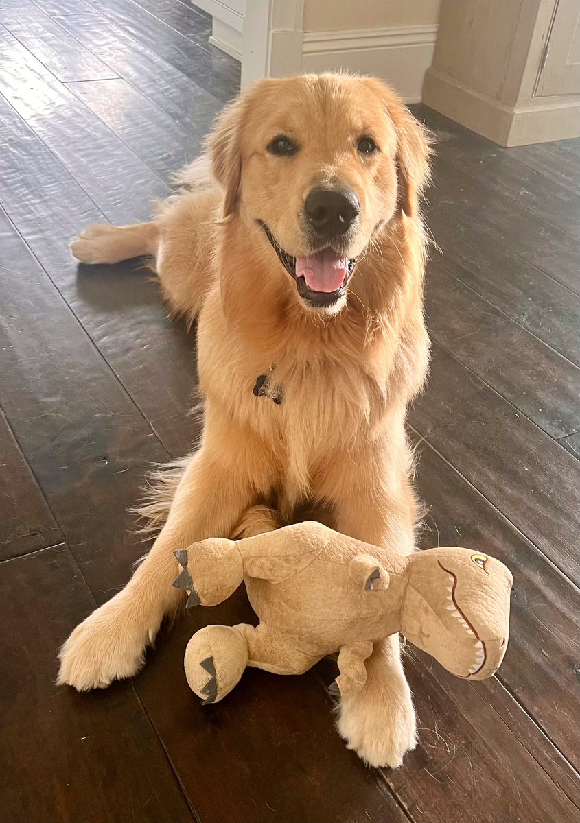 Toby the Fuzzy Bear🐬🌊🐕🐾 tweet media