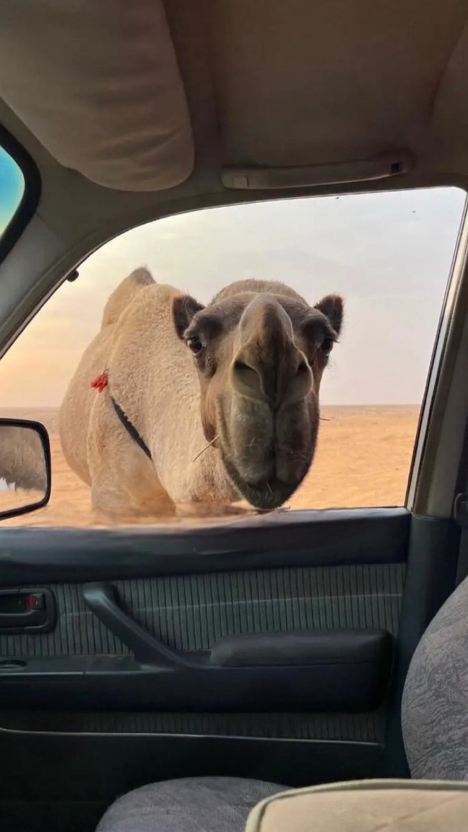 ريَّان المطيري tweet media