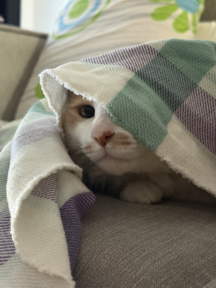 Pablo Rotondo ⭐⭐⭐ tweet media