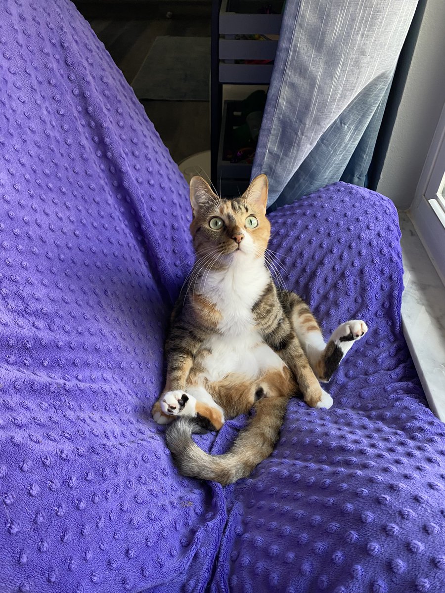 ColeTheBlackCat's tweet image. Sunday snuggles! 💜🧡🤎

#bondandcalypso #cats #snuggles #love