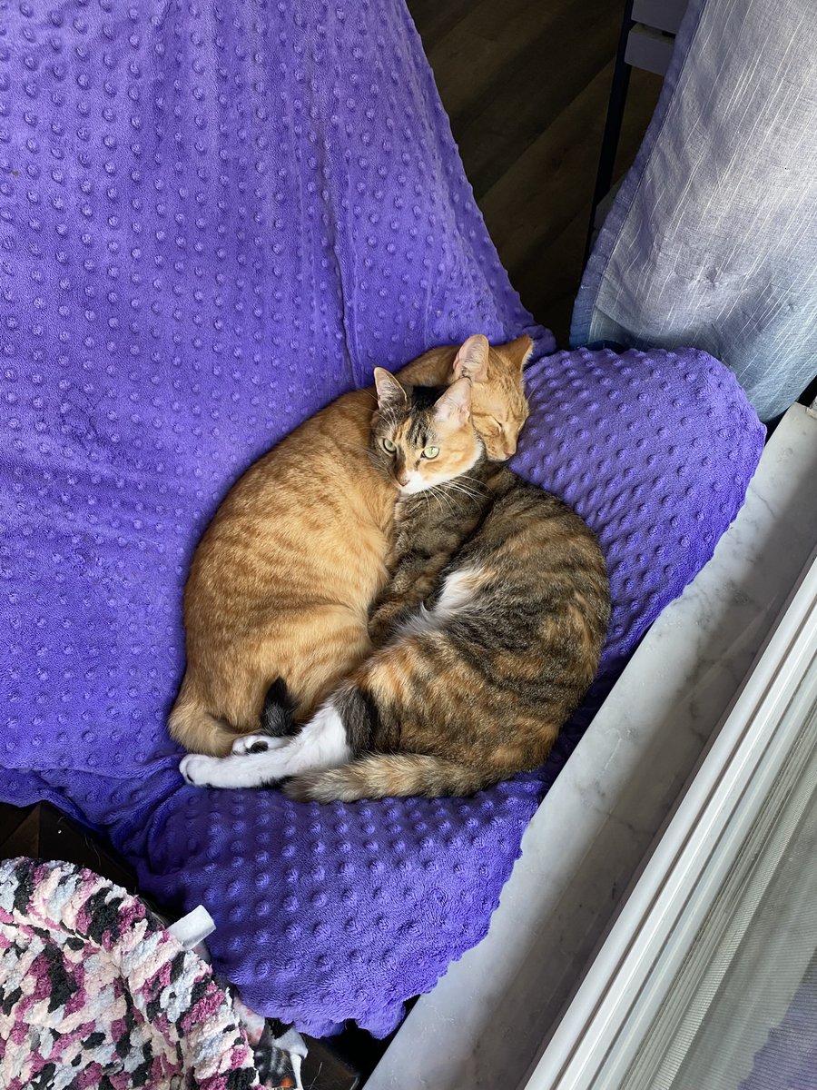 ColeTheBlackCat's tweet image. Sunday snuggles! 💜🧡🤎

#bondandcalypso #cats #snuggles #love