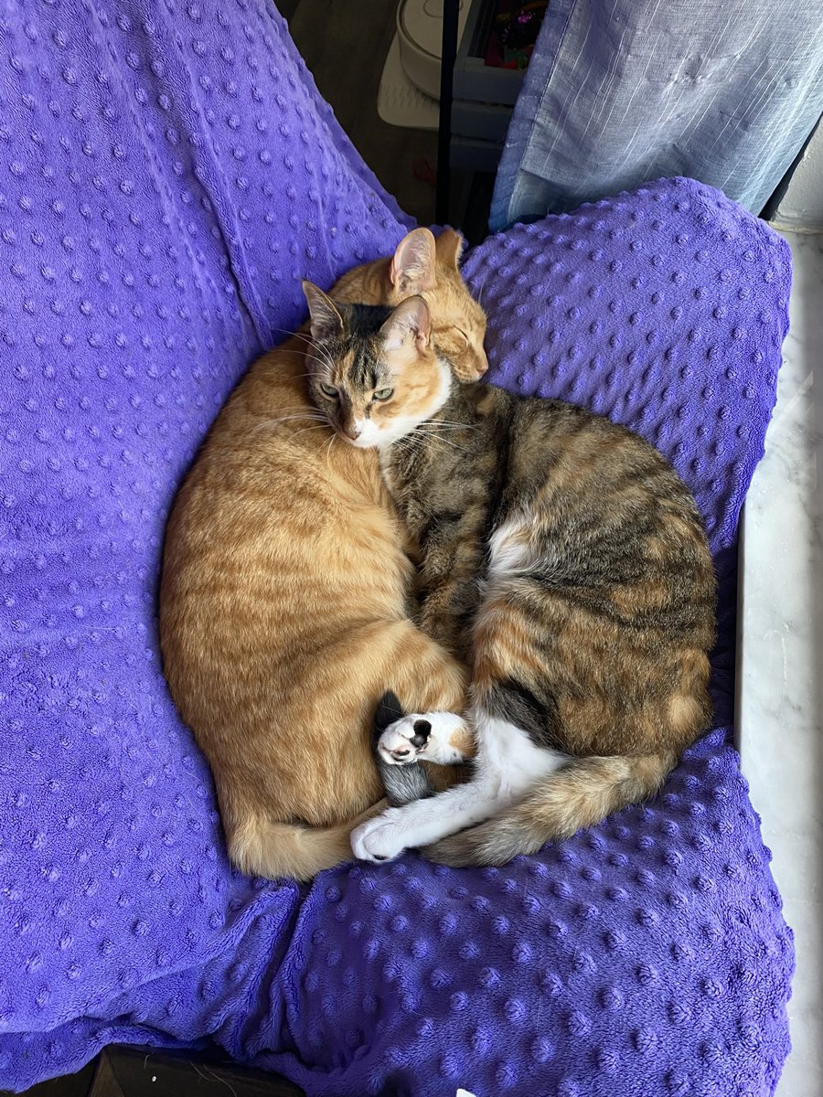 ColeTheBlackCat's tweet image. Sunday snuggles! 💜🧡🤎

#bondandcalypso #cats #snuggles #love