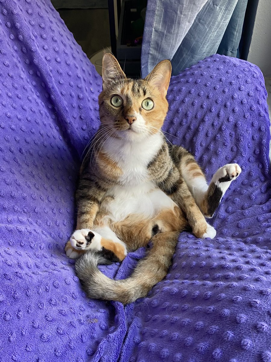 ColeTheBlackCat's tweet image. Sunday snuggles! 💜🧡🤎

#bondandcalypso #cats #snuggles #love