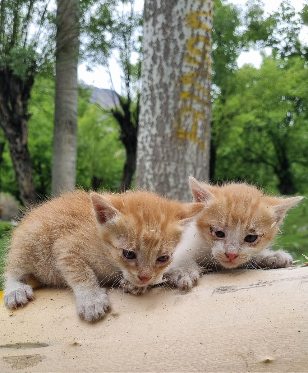Animal Hope Hub tweet media