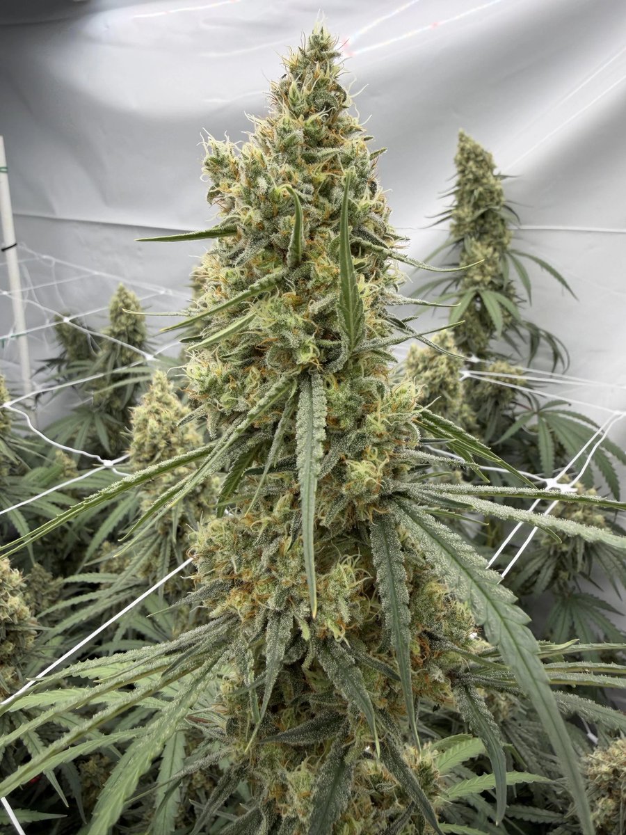 Lucius Clay (@maynardleeroth1) on Twitter photo 