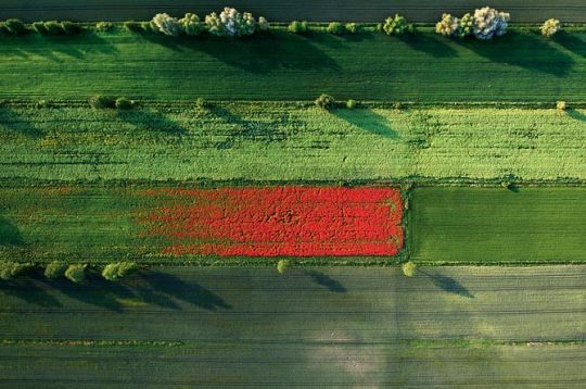Poppies taking over a field in Poland, by Kacper Kowalsk.