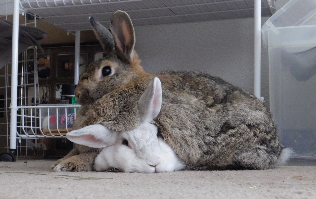 rottend4wg's tweet image. rabbot as rabbits fr #dapitt