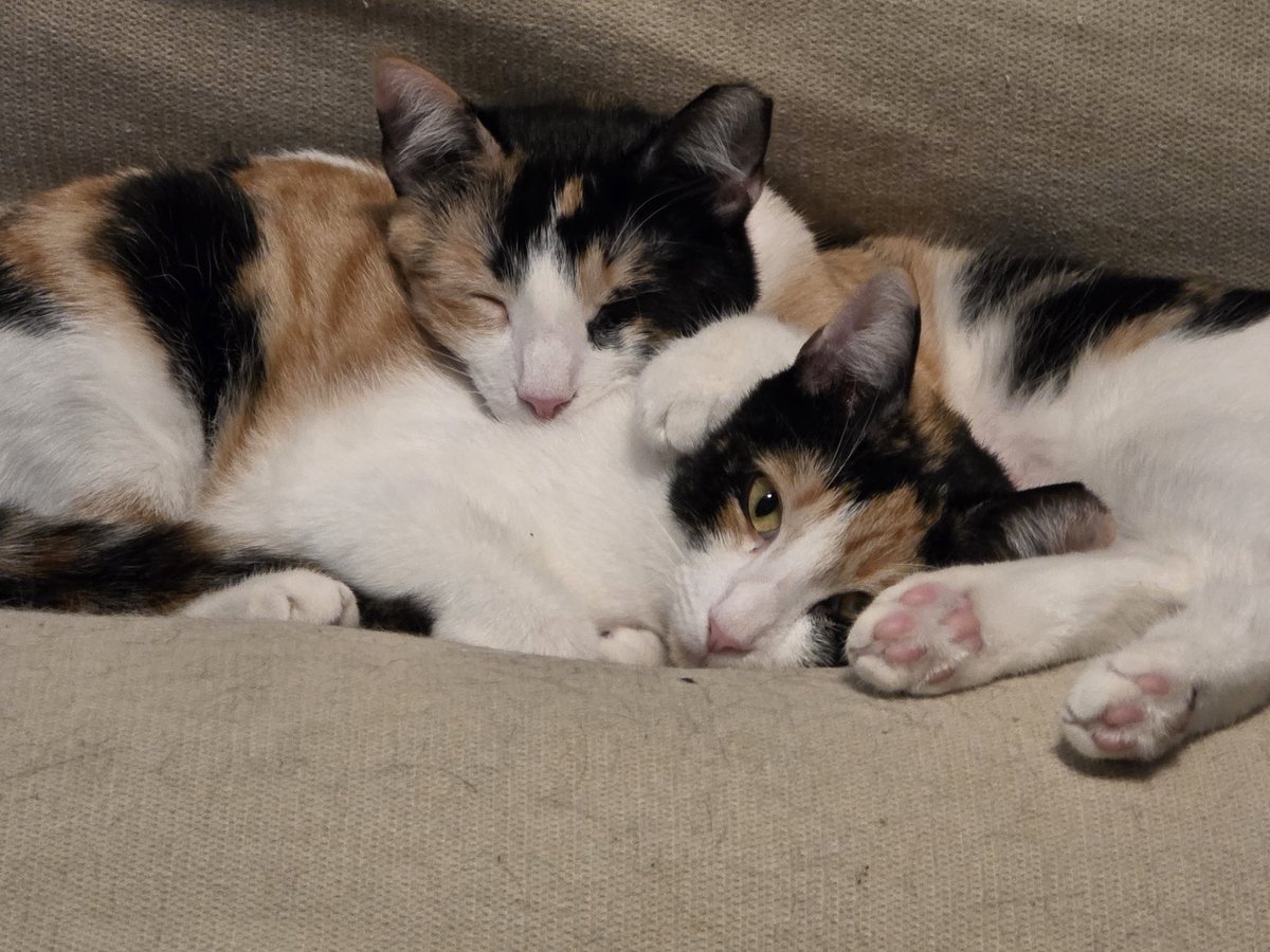 TheScrapbookist tweet media