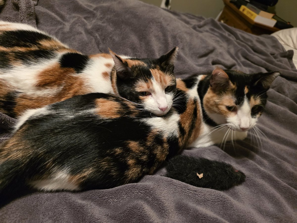 TheScrapbookist tweet media