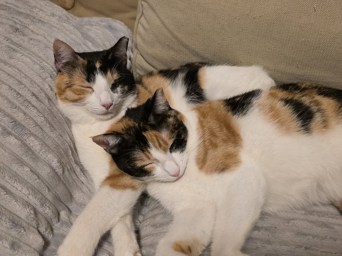 TheScrapbookist tweet media