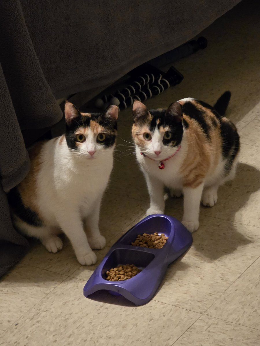 TheScrapbookist tweet media