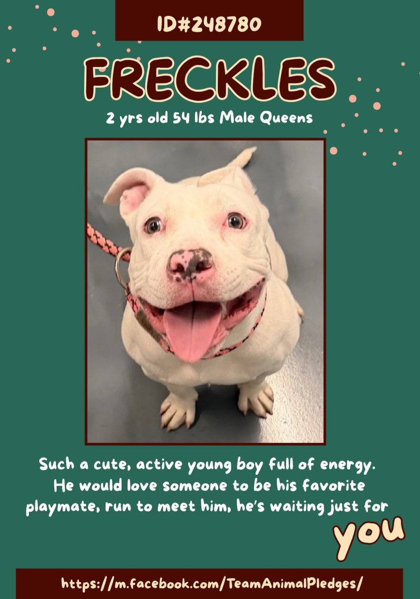 CharBolen's tweet image. FRECKLES 🤎 #248780  2yr old Boy 🤎 #Nycacc
New kid in town at Queens ACC!! He is just 
absolutely darling.. so adorable this precious 
little loving face..awww 🤗 He's in great need of 
his very own loving forever home! This is a 
very special little guy!
#Adoot#Foster#Pledge 🏡
