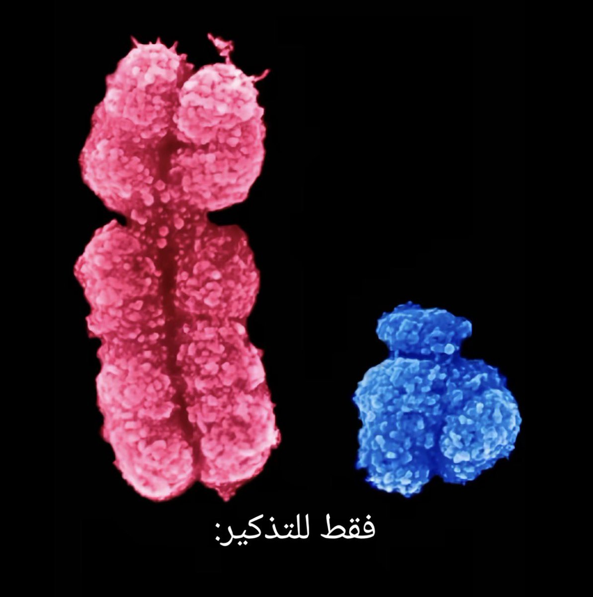 داني⊹ tweet media