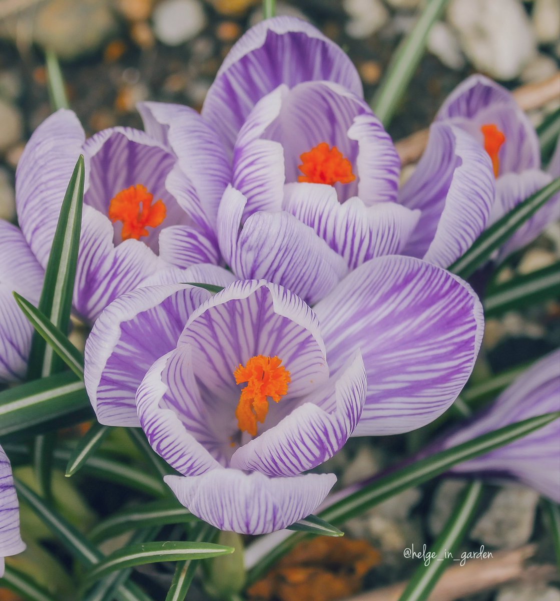 Crocus time😍
#springvibes #nature #NaturePhotography #gardening #gardens #Norway  #FlowersOnX #GardeningX  #NaturePhoto