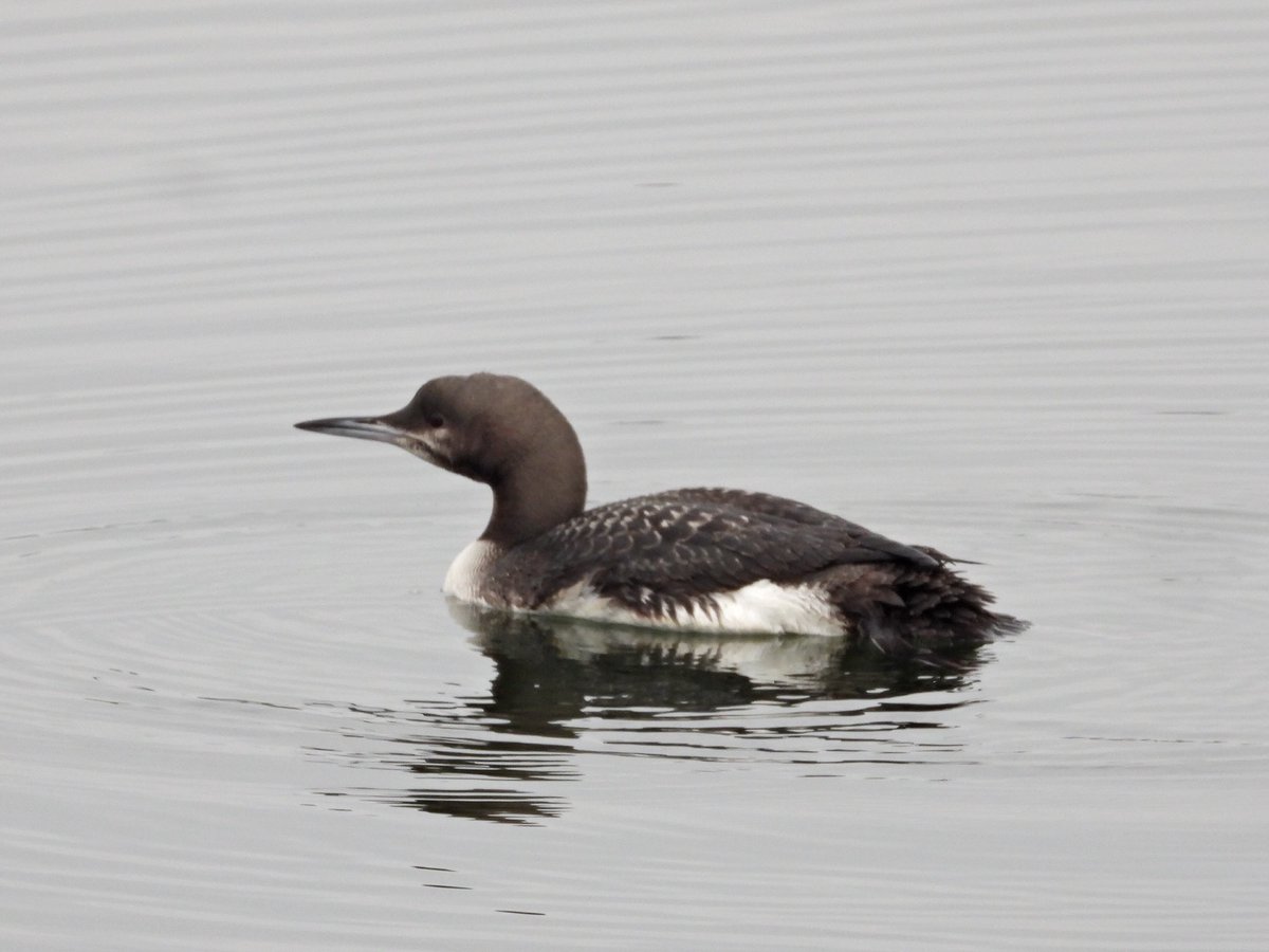 Alan Boddington tweet media