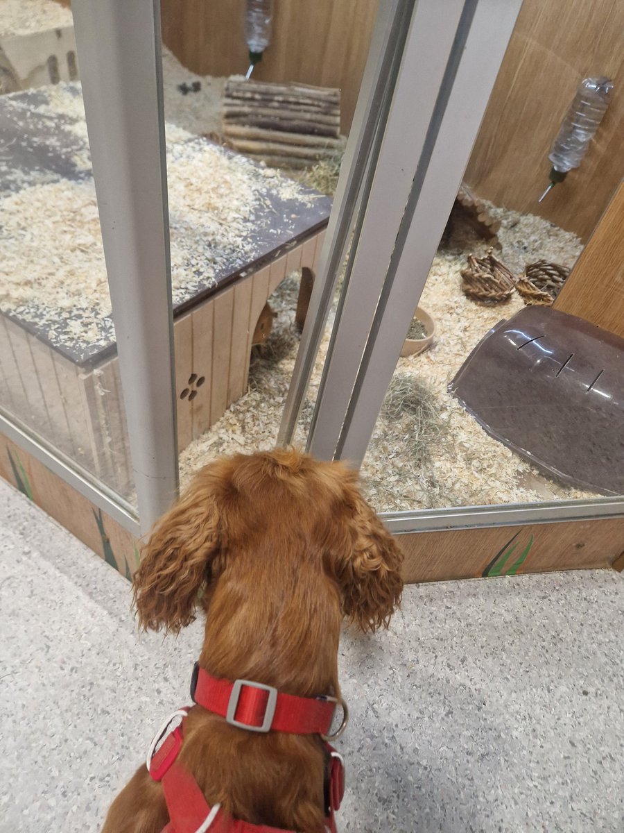 jambof3tornado's tweet photo. We's been to Llandudno. Maple met a guinea pig,me told her it was a baby cocker spaniel!! We blagged lots of treatos in da craghopper shop too! #NeedANap https://t.co/zkuYCoem11
